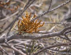 Arceuthobium divaricatum