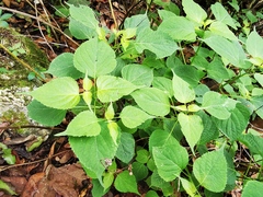 Salvia caudata
