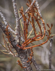 Arceuthobium divaricatum