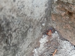 Dysdercus bimaculatus