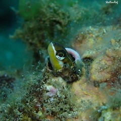 Plagiotremus goslinei