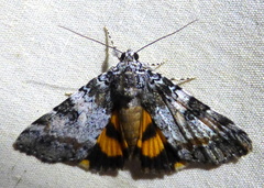 Catocala connubialis