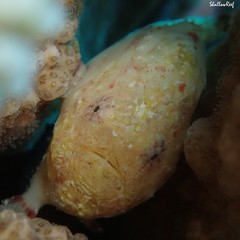 Antennatus tuberosus