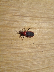 Rhiginia cinctiventris
