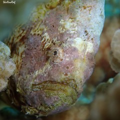 Antennatus tuberosus