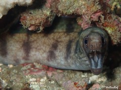 Gymnothorax gracilicauda