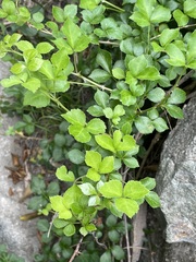 Eleutherococcus trifoliatus