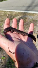 Necturus beyeri