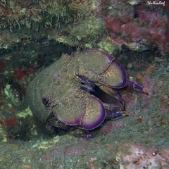 Scyllarides squammosus