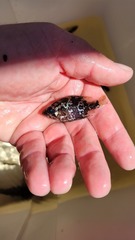 Ambloplites ariommus