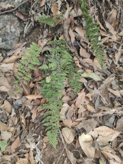 Myriopteris alabamensis