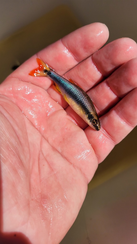 Flagfin shiner (Pteronotropis signipinnis) — Cyprinidae