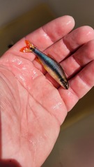 Broadstripe Shiner photo 2