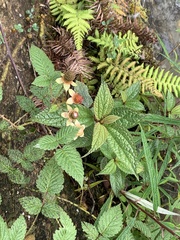 Platanaceae