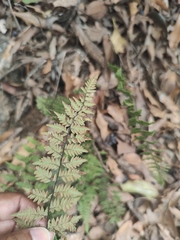 Myriopteris alabamensis