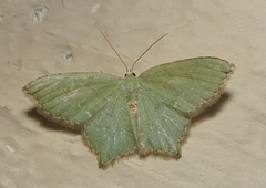 Chloropteryx tepperaria