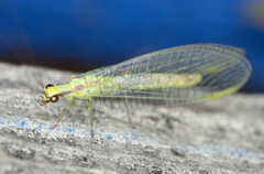 Chrysopa coloradensis