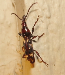 Arrhenodes minutus