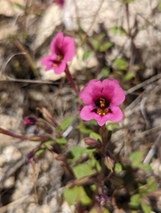 Diplacus kelloggii