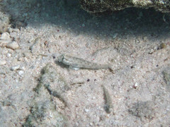 Gnatholepis anjerensis