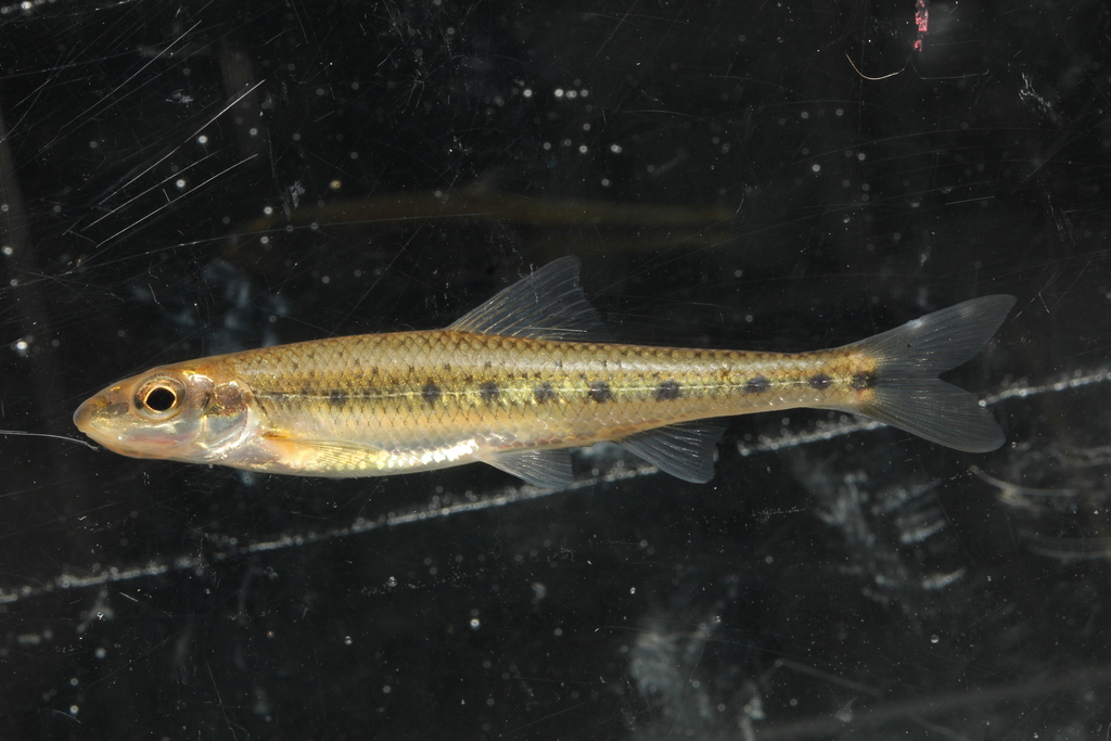 Streamline chub (Erimystax dissimilis) — Cyprinidae