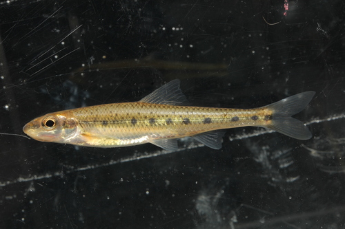 Erimystax dissimilis (Kirtland, 1840)