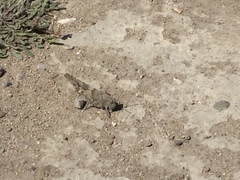 Trimerotropis occidentalis