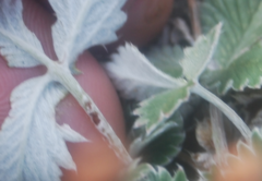 Potentilla crebridens hemicryophila