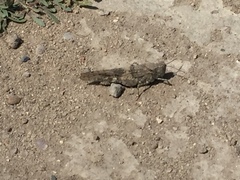 Trimerotropis occidentalis