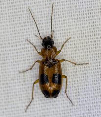 Badister neopulchellus