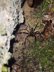 Heteropodinae