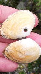 Macoma inquinata