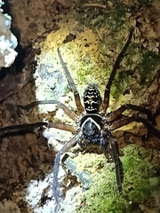 Heteropodinae