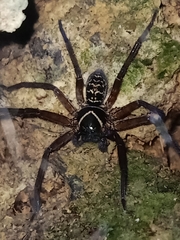 Heteropodinae