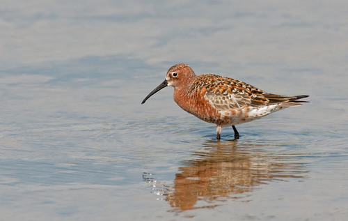 Curlew Sandpiper
