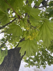 Acer platanoides