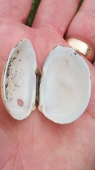 Macoma inquinata