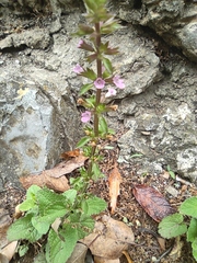 Stachys drummondii