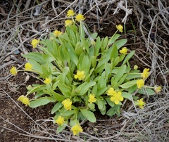 Ranunculus glaberrimus