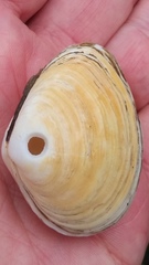 Macoma inquinata