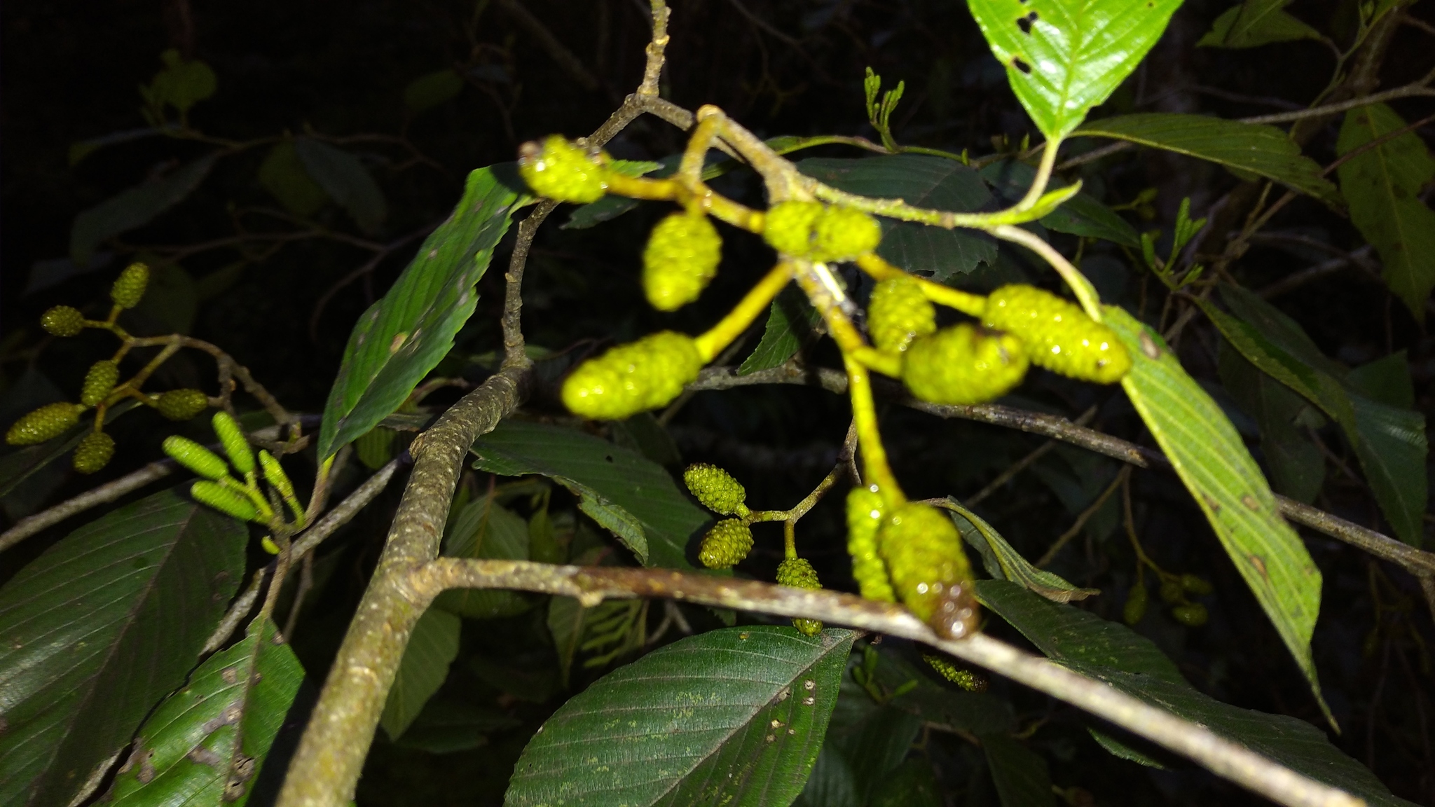 Alnus image