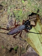 Thelyphonus
