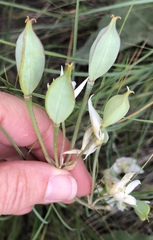 Calochortus lyallii