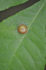 Phylloxera caryaescissa