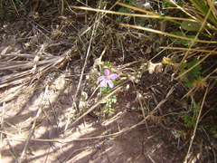 Erodium cicutarium