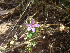 Erodium cicutarium