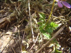 Erodium cicutarium
