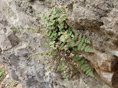 Myriopteris gracilis