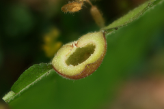 Phylloxera caryaescissa