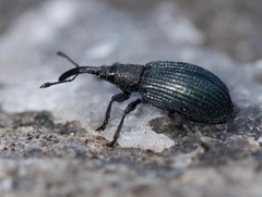 Stenopterapion meliloti